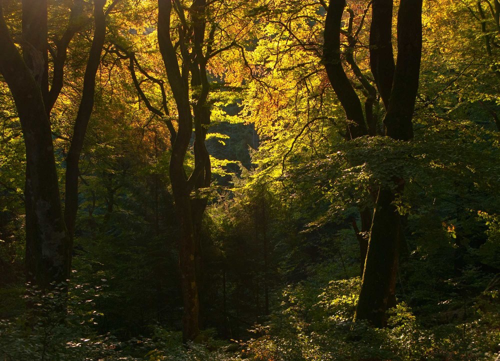 Troldeskoven i Rold Skov (foto: Rune Engelbreth Larsen)