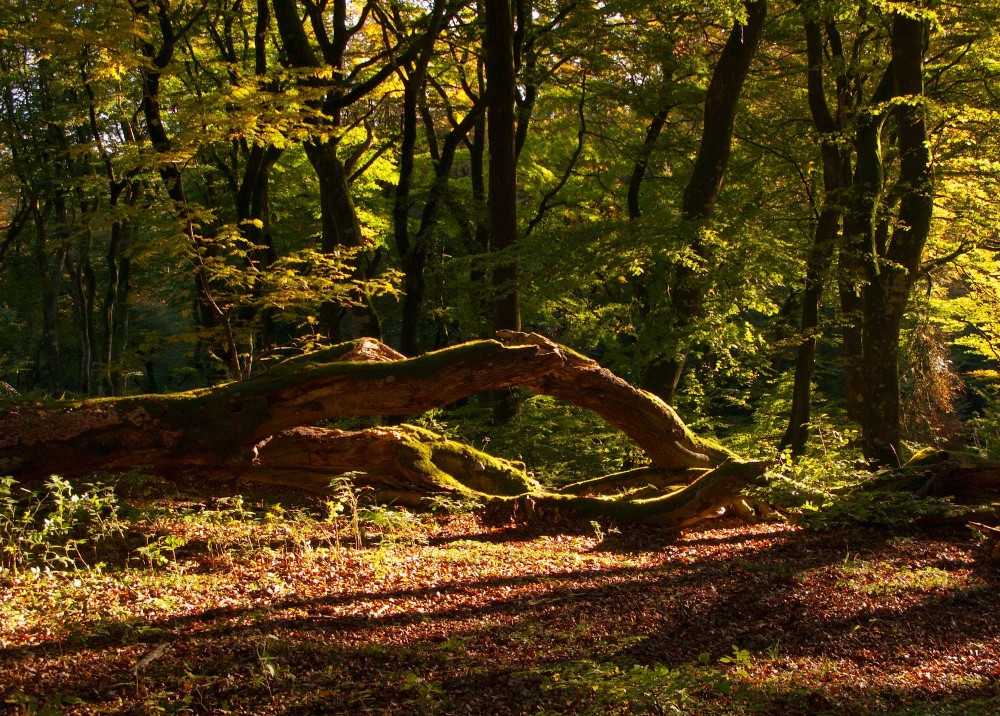 Troldeskoven i Rold Skov (foto: Rune Engelbreth Larsen)