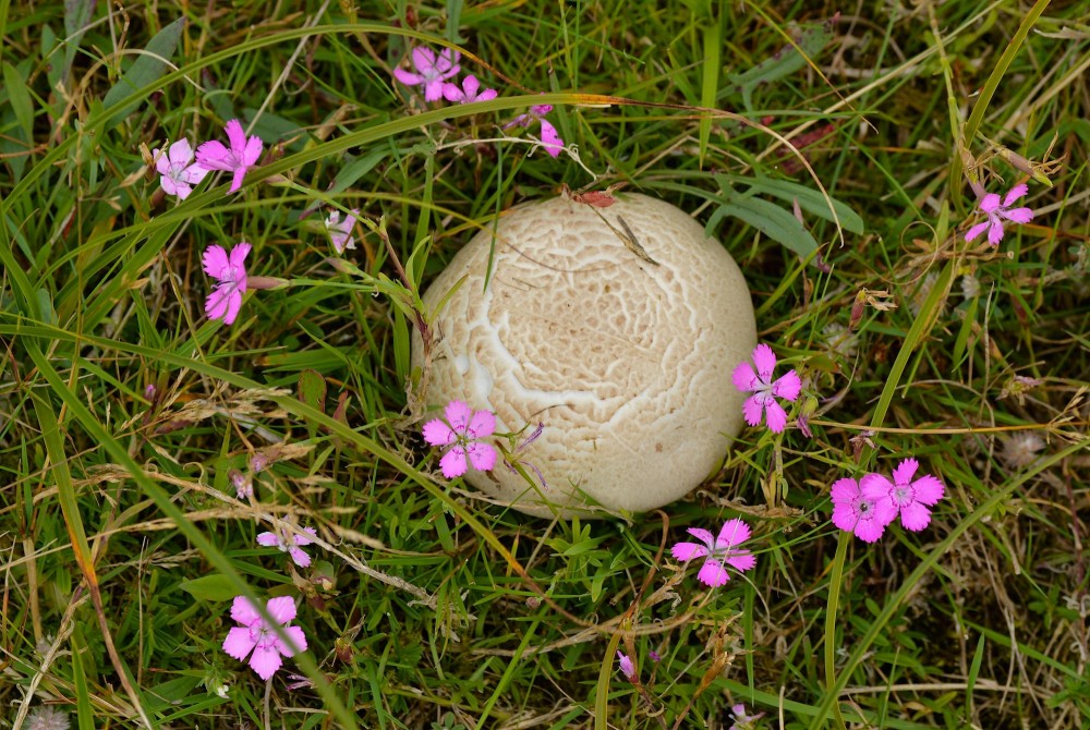 Skællet støvbold (foto: Rune Engelbreth Larsen)