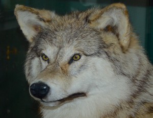 Udstoppet ulv i Besøgcenteret ved FLyndersø, hvor en udstilling om »Danmarks sidste ulv« helt frem til 2015 ikke fik nævnt, at ulve er vendt tilbage til landet siden 2012 (foto: Rune Engelbreth Larsen)