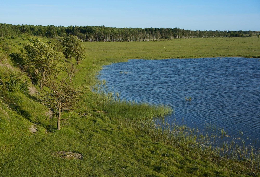 1.500 hektar 'jomfruelig' natur på den sydvestlige del af Amager, statseje (foto: Rune Engelbreth Larsen)
