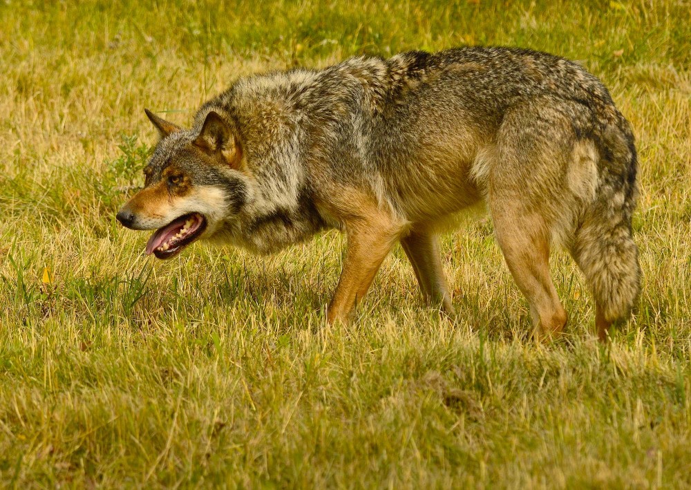Trods sit imponerende tandsæt og sin historiske skurkerolle er ulven reelt forfløffende ufarlig for mennesker (foto: Rune Engelbreth Larsen)