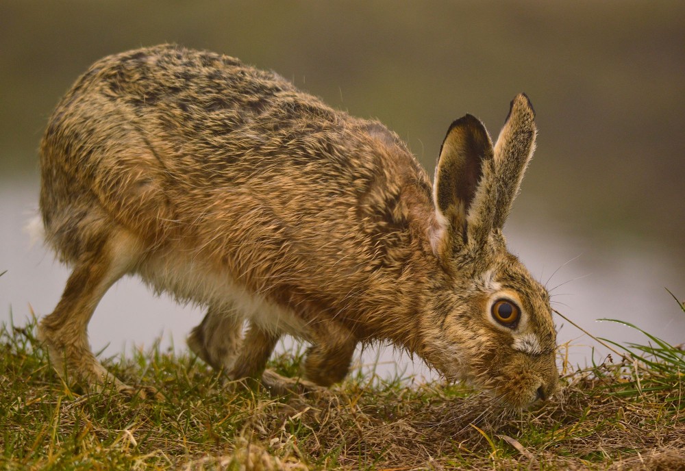 Hare (foto: Rune Engelbreth Larsen)