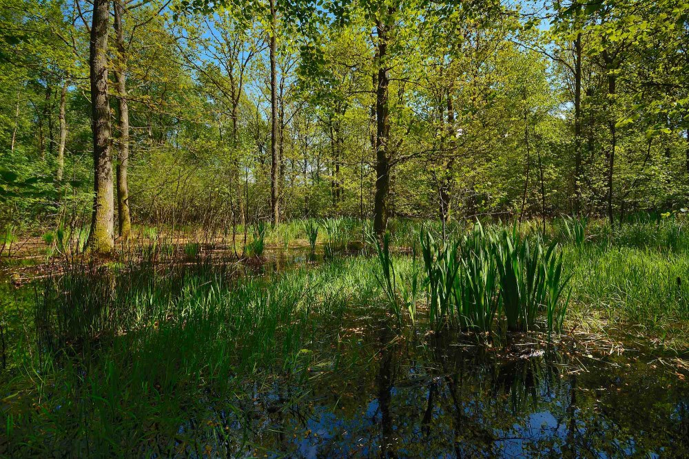 Draved Skov (foto: Rune Engelbreth Larsen)