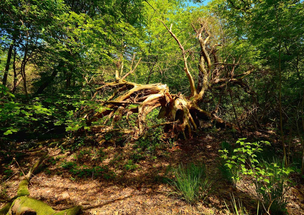 Draved Skov (foto: Rune Engelbreth Larsen)