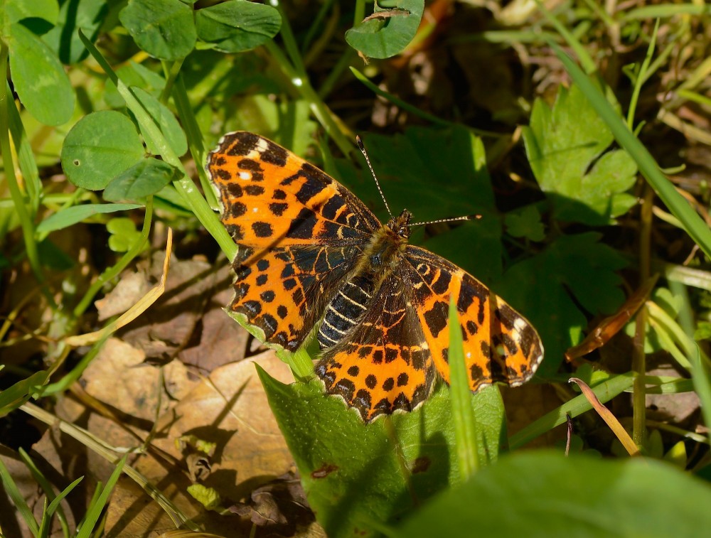 Nælde sommerfugl (foto: Rune Engelbreth Larsen)