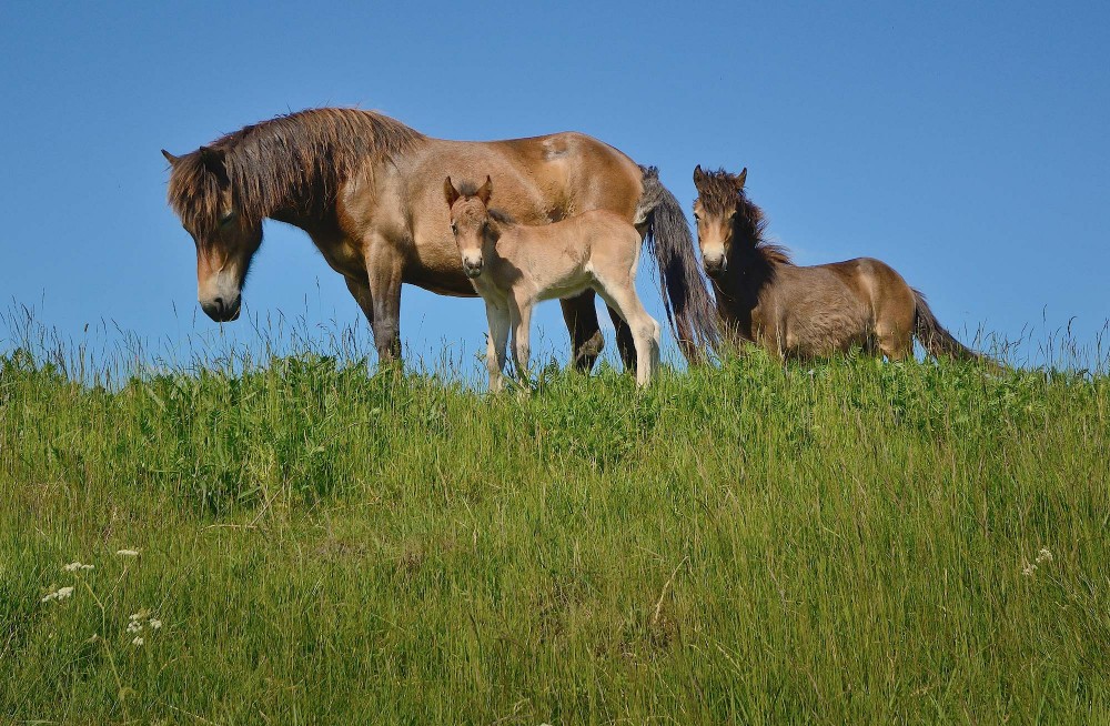 Vildheste – exmoor ponyer – ved Skjern Å (foto: Rune Engelbreth Larsen)