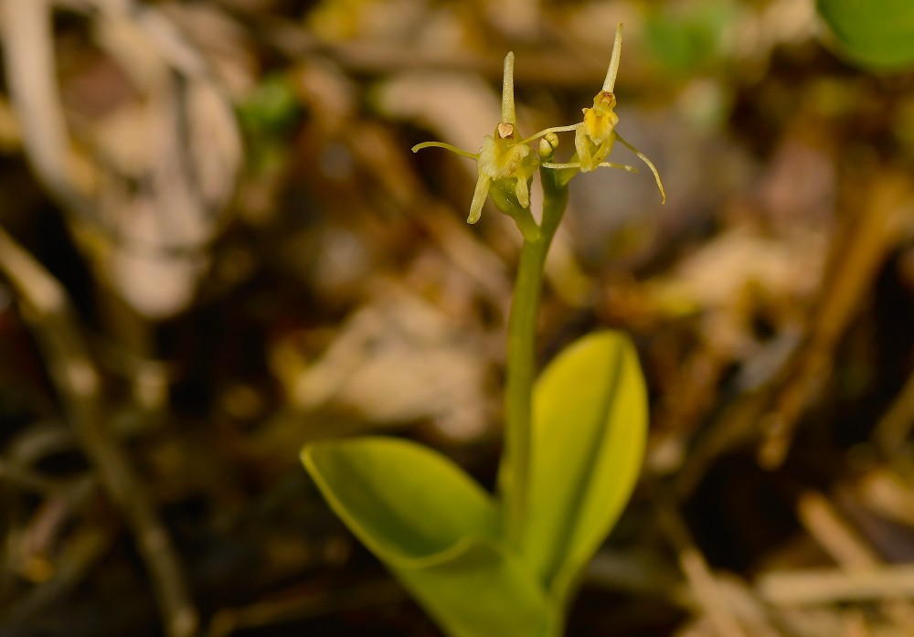 Mygblomst (foto: Rune Engelbreth Larsen)