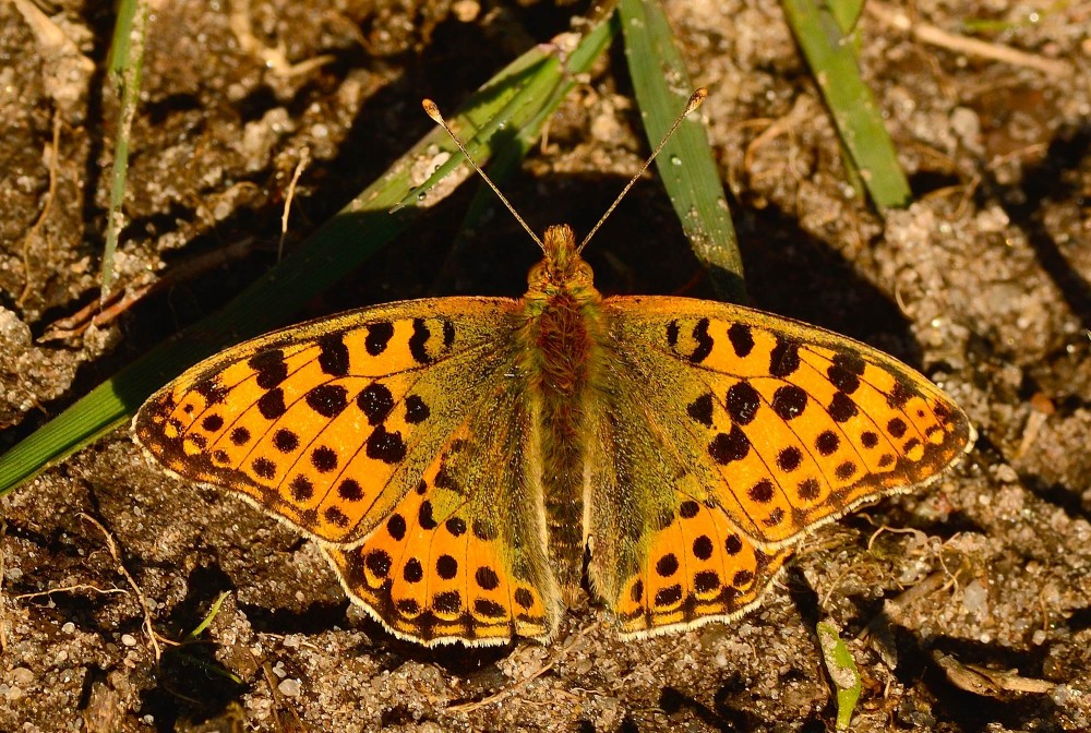 Storplettet perlemorsommerfugl (foto: Rune Engelbreth Larsen)