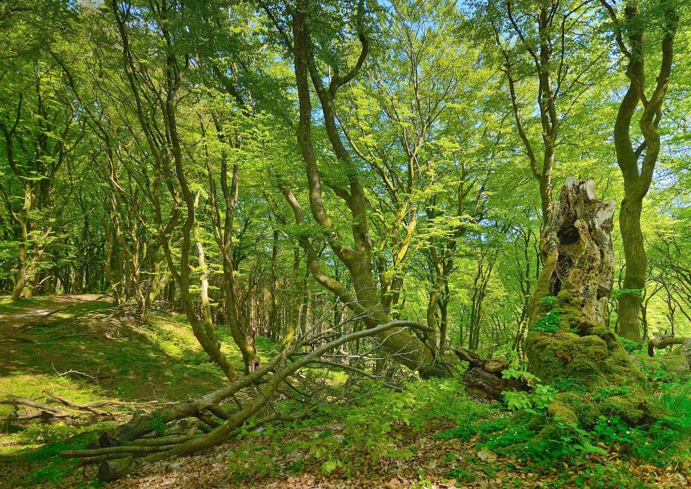 Troldeskoven er et godt navn, som flere steder betyder, at der er tale om vildskov (urørt skov) altså skov på skovens egne præmisser. Derfor bliver træerne gerne gamle og krogede, hvilket giver et smukt og eventyrligt skovlandskab som her en majdag i Troldeskoven i Rold Skov (foto: Rune Engelbreth Larsen)