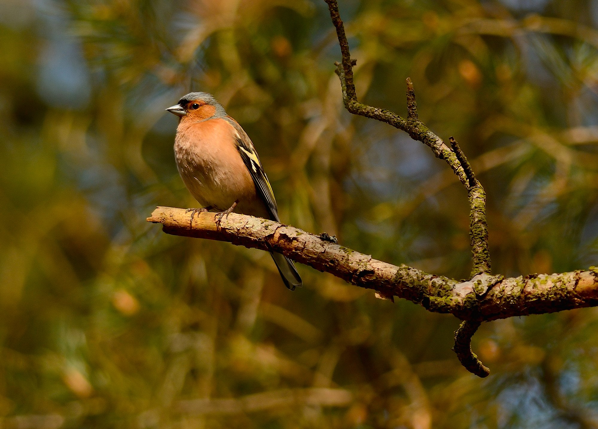 Naturnationalpark melby hede & tisvilde hegn