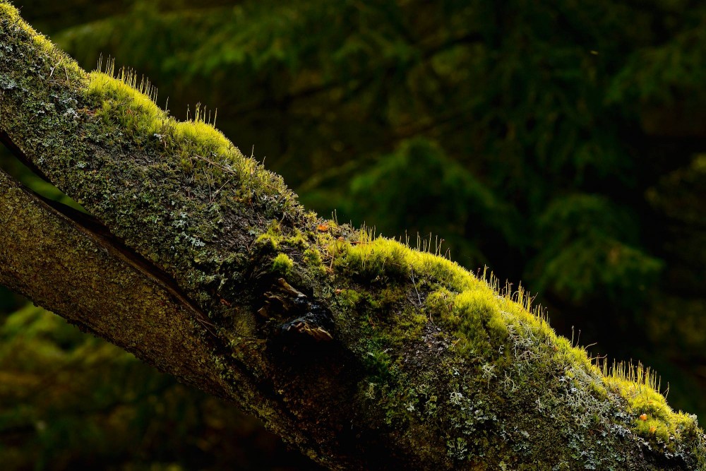 Døende træ er grobund for nyt liv, Tisvilde Hegn (foto: Rune Engelbreht Larsen)