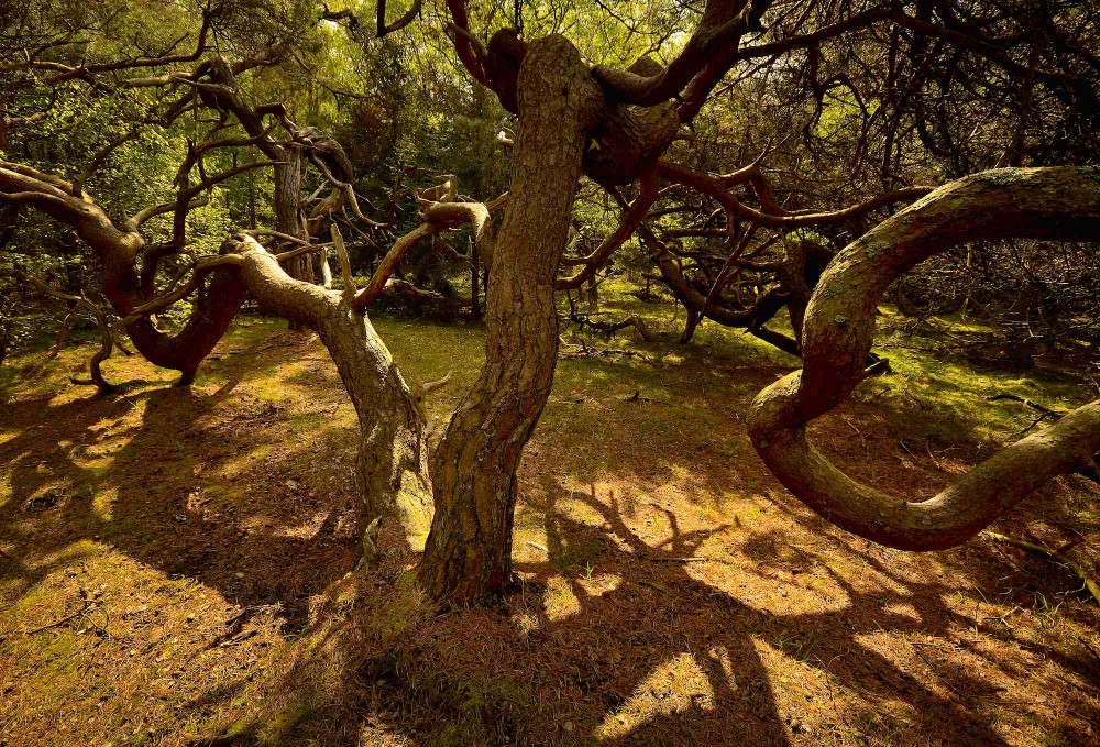 Troldeskoven i Tisvilde Hegn, maj. Fantastiske former opstår, når skoven får lov at være sig selv (foto: Rune Engelbreth Larsen)