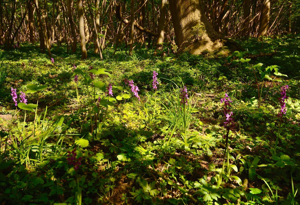 Orkideen tyndakset gøgeurt i Hørret Skov (foto: Rune Engelbreth Larsen)