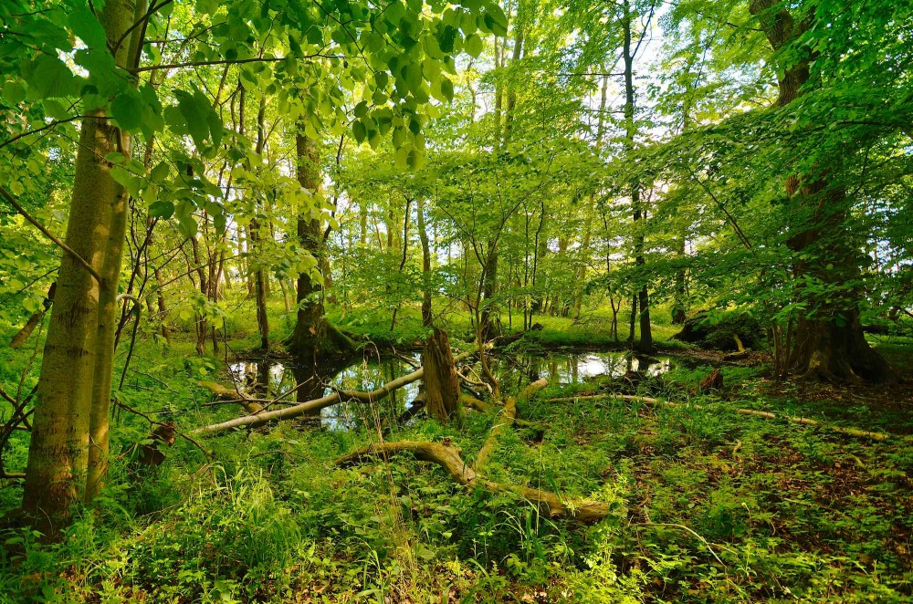 Suserup Skov (foto: Rune Engelbreth Larsen)