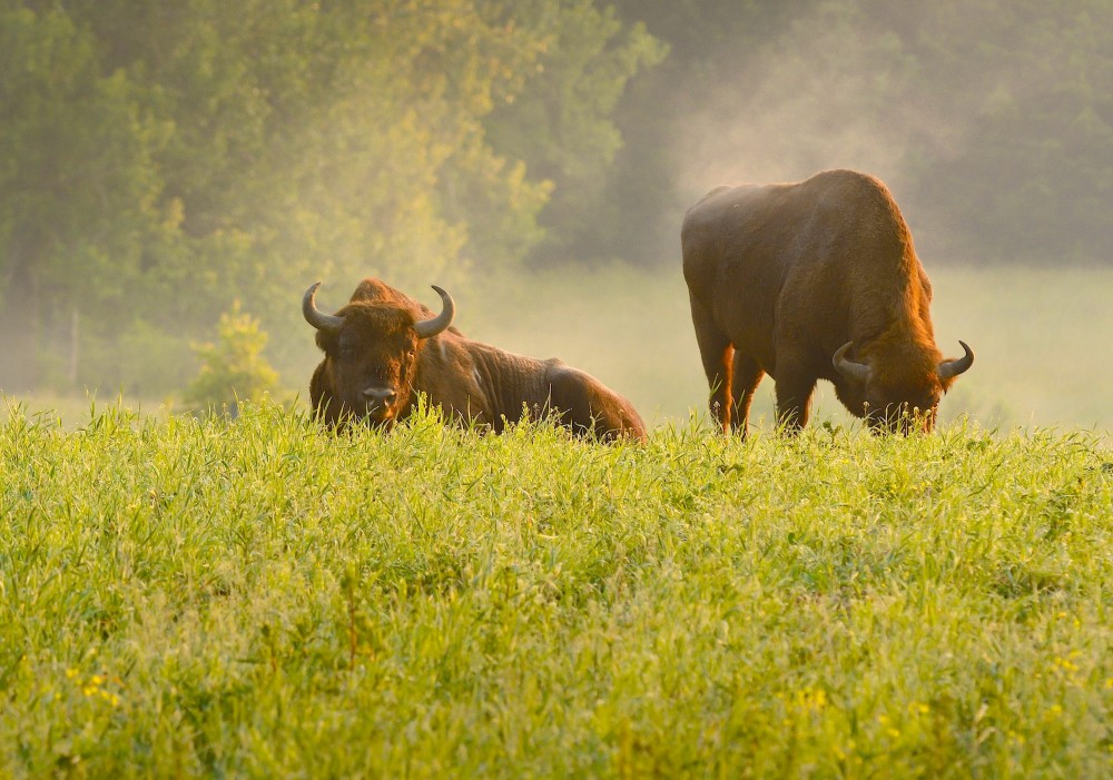 Skoven er næppe det foretrukne levested for europæisk bison – men snarere et eksil fra menneskelig tilstedeværelse. Derfor kommer de normalt kun ud af skoven omkring solopgang og -nedgang (foto: Rune Engelbreth Larsen)