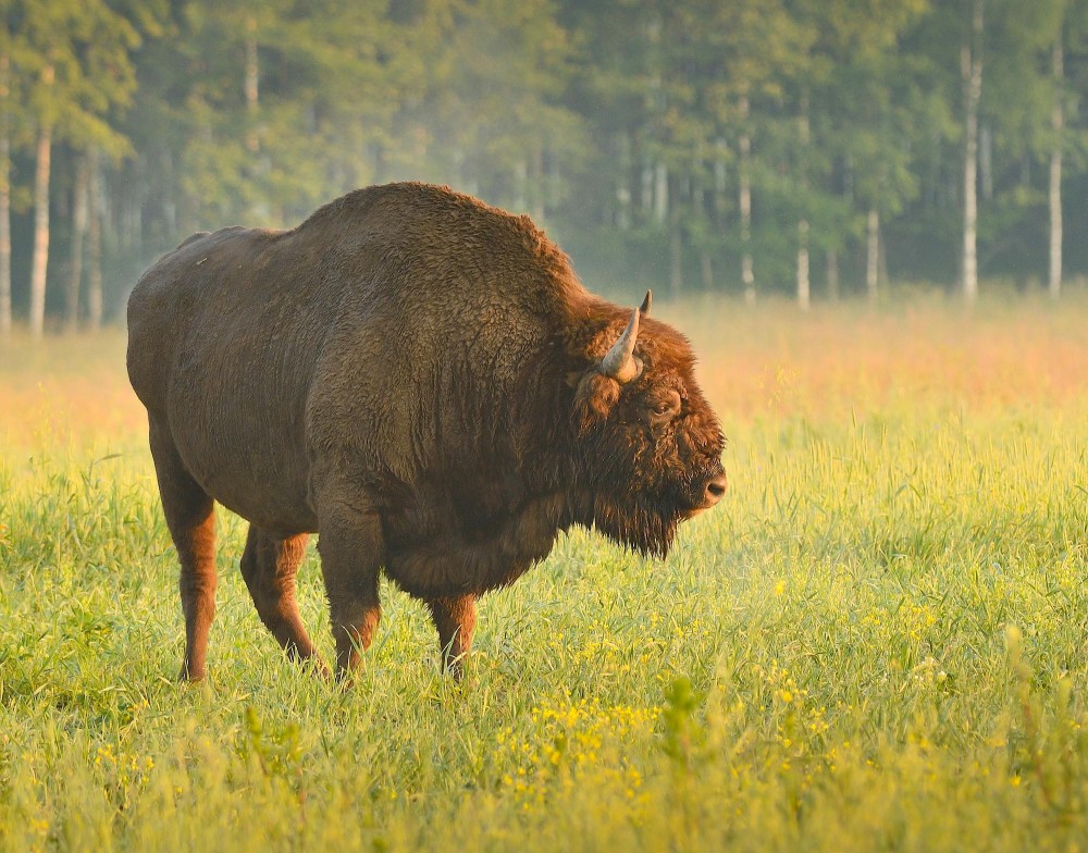 Europæisk bison (foto: Rune Engelbreth Larsen)