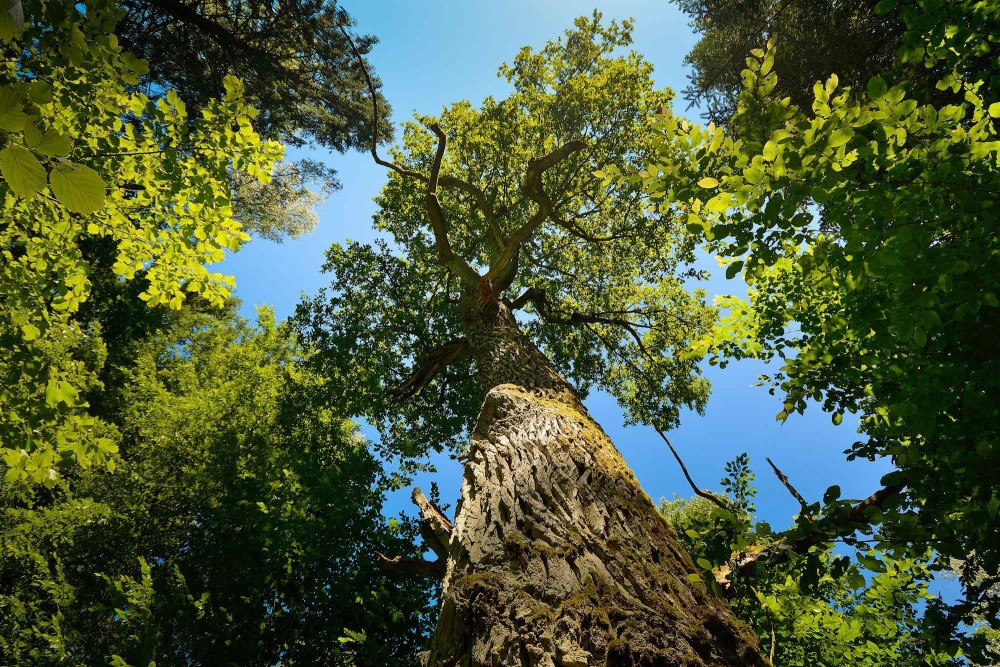 450 år gammelt egetræ i Bialowieza Nationalpark, Polen (foto: Rune Engelbreth Larsen)