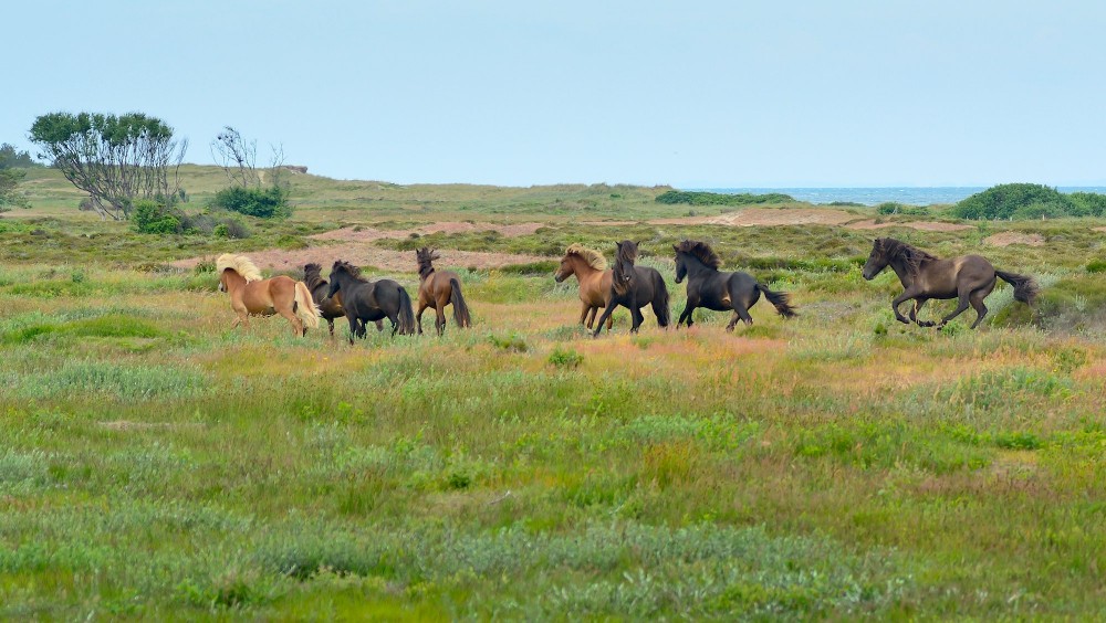 Sommergræsning. Heste i galop ud over Nordmarken, Læsø (foto: Rune Engelbreth Larsen)