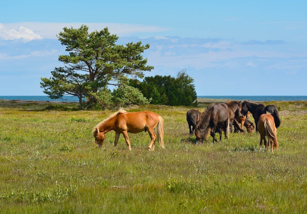 Heste på Nordmarken (foto: Rune Engelbreth Larsen)