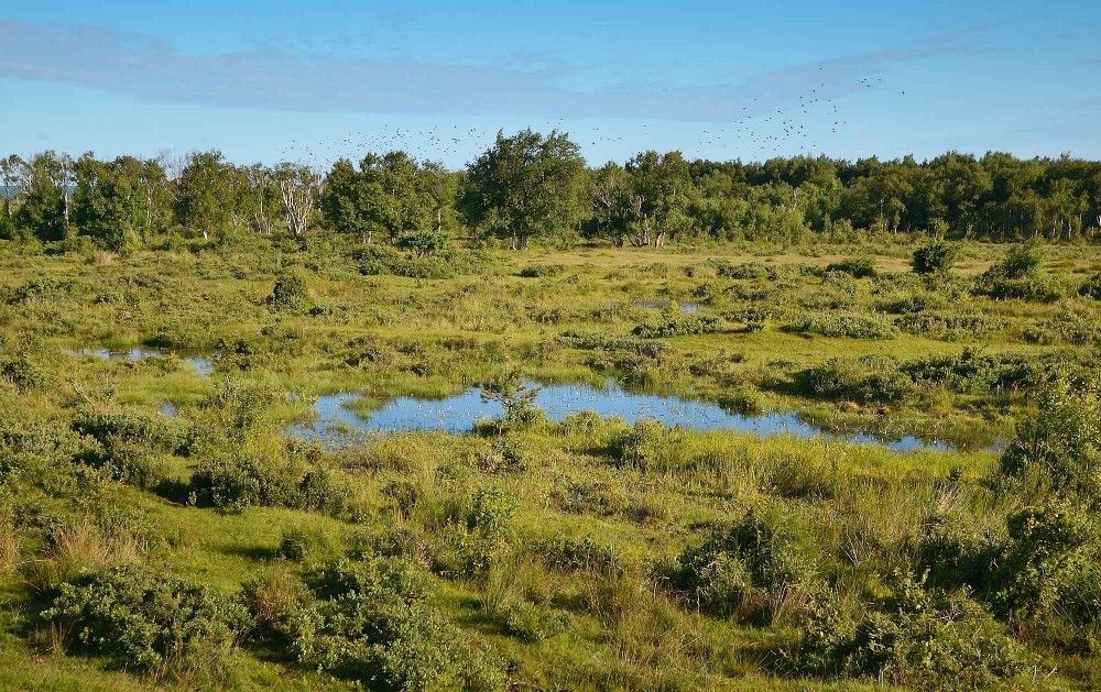 Holtemmen tæt ved Læsøs nordkyst, juli (foto: Rune Engelbreth Larsen)