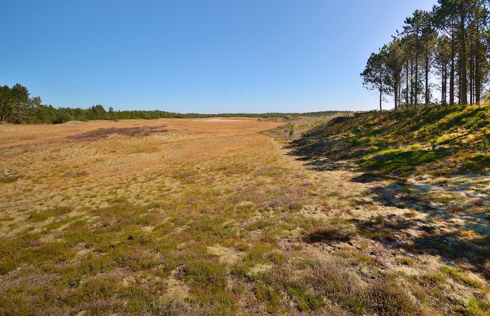 Ndr. Stenslette, Aalbæk Klitplantage (foto: Rune Engelbreth Larsen)