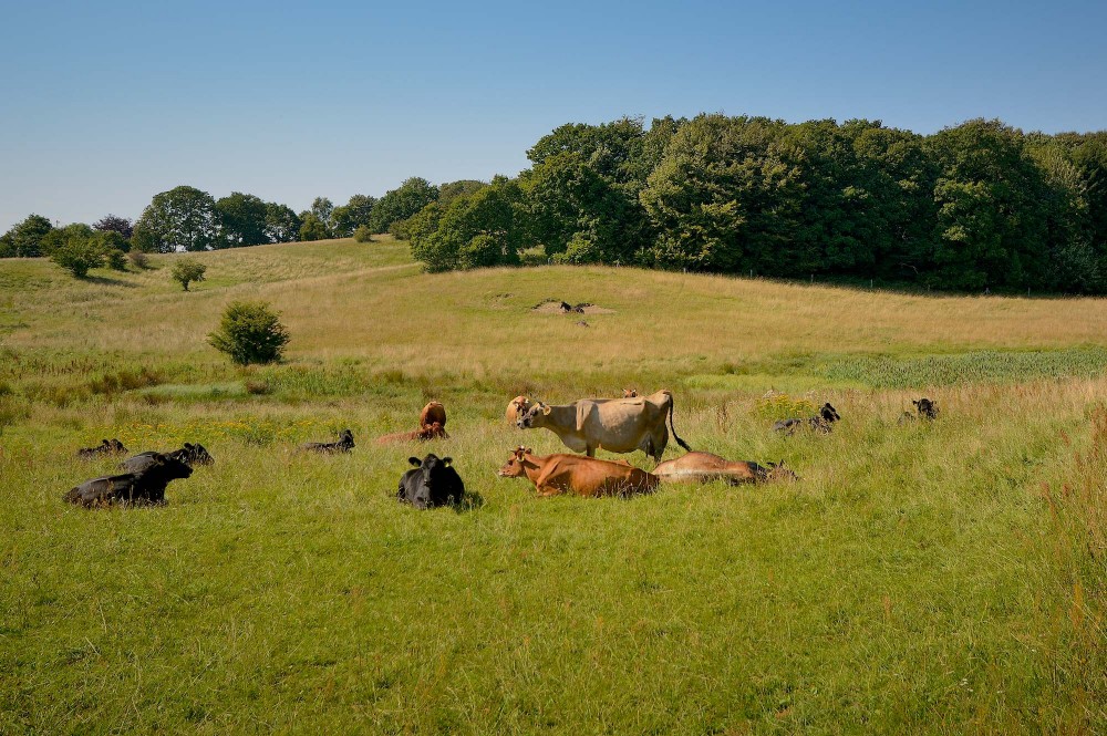 Græsning med kvæg, Lisbjerg Skov (foto: Rune Engelbreth Larsen)