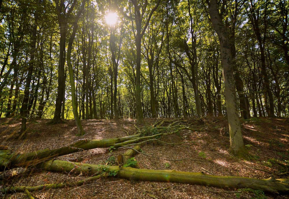 Vildskov eller såkaldt urørt skov (foto: Rune Engelbreth Larsen)