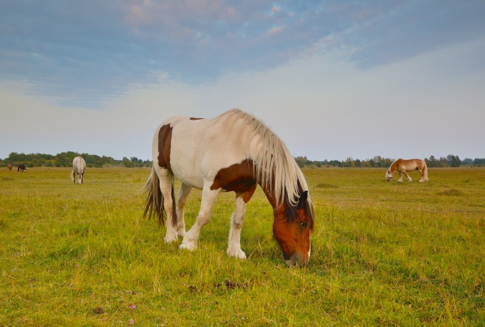 Heste græsser på Kalvebod Fælled (foto: Rune Engelbreth Larsen)