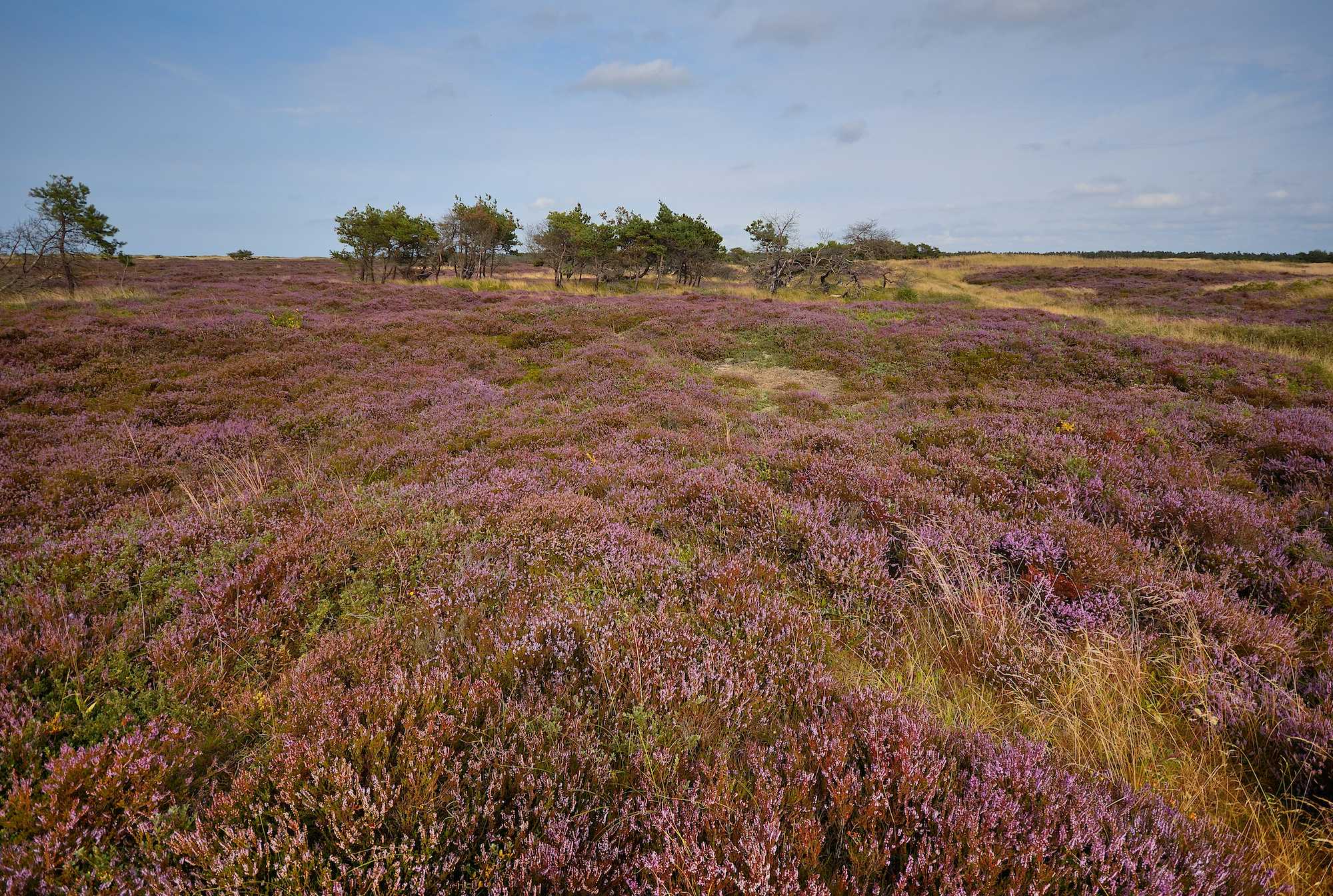 Naturnationalpark melby hede & tisvilde hegn