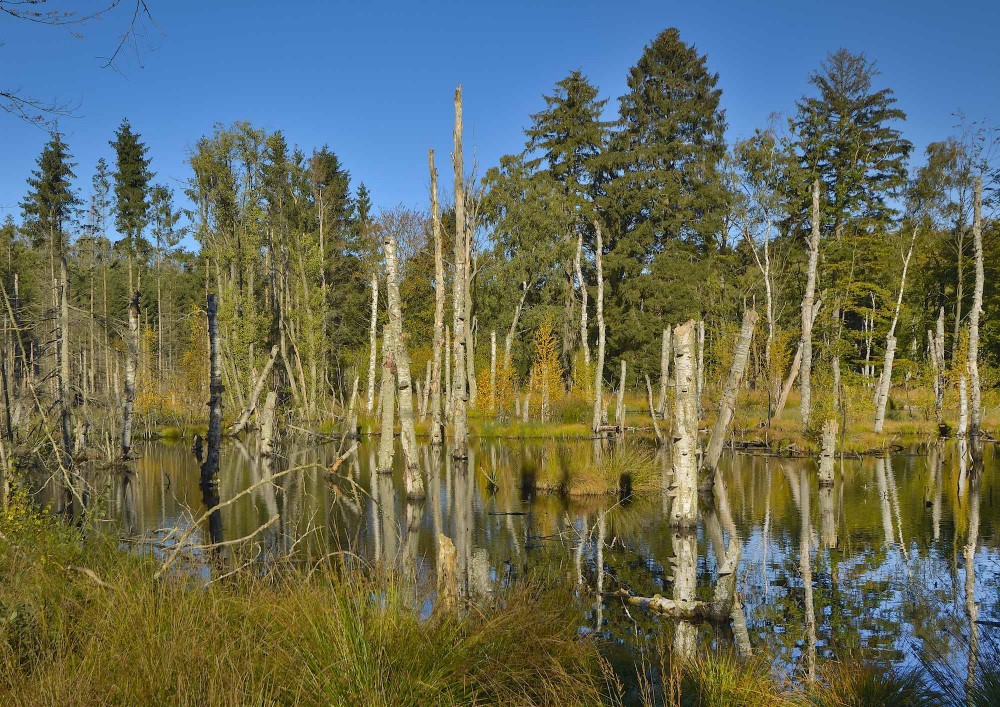 Genetableret vådområde i Gribskov, oktober (foto: Rune Engelbreth Larsen)