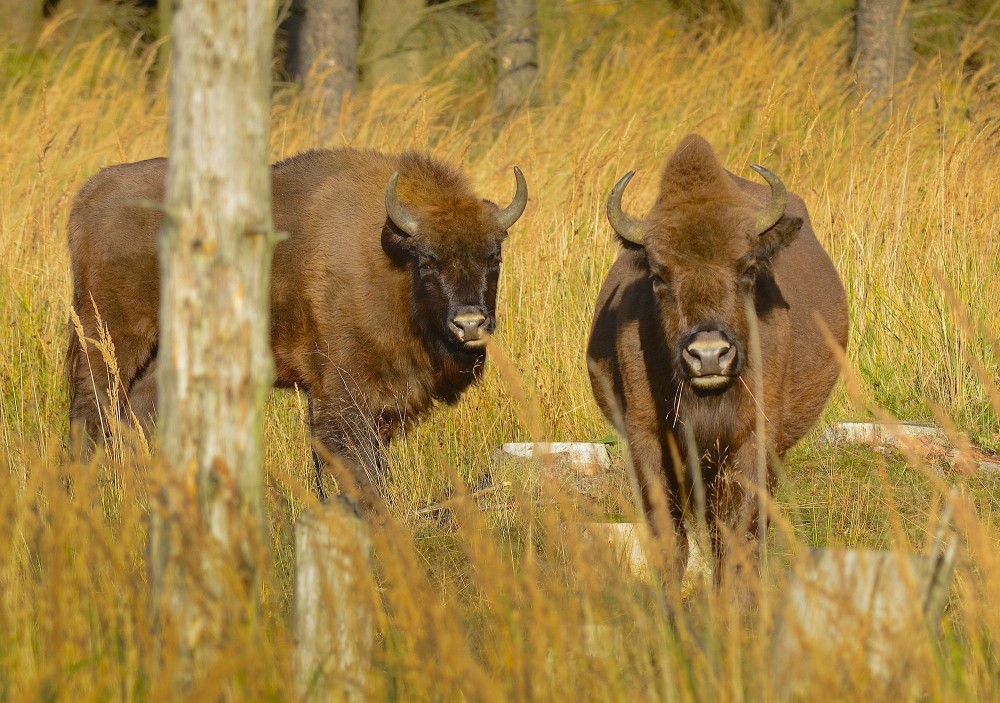 Europæisk bison, Almindingen (foto: Rune Engelbreth Larsen)