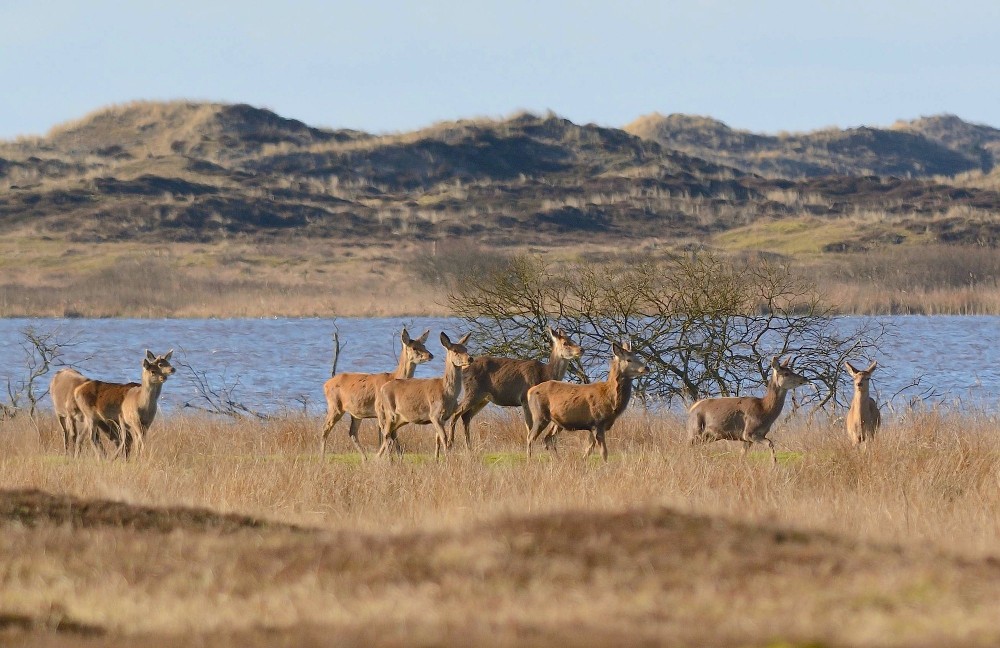 Krondyr ved Grærup Langsø (foto: Rune Engelbreth Larsen)