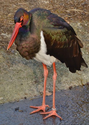 Sort stork tæt på, fotograferet i Aqua Akvarium & Dyrepark (foto: Rune Engelbreth Larsen)
