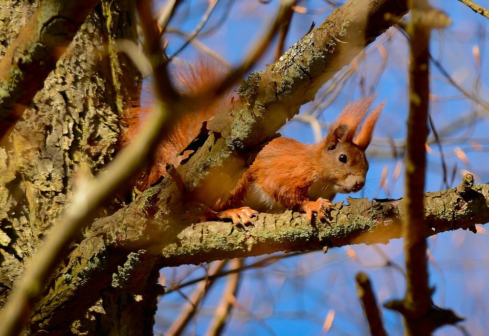 Egern titter frem (foto: Rune Engelbreth Larsen)