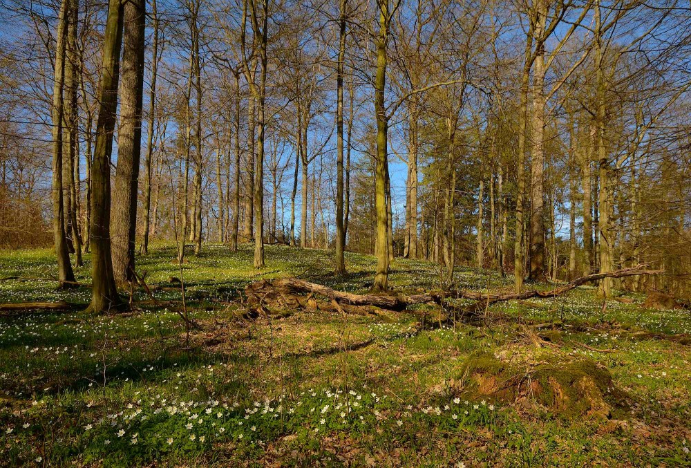 Hvide anemoner i skovbunden, Bidstrup Skoven (foto: Rune Engelbreth Larsen)