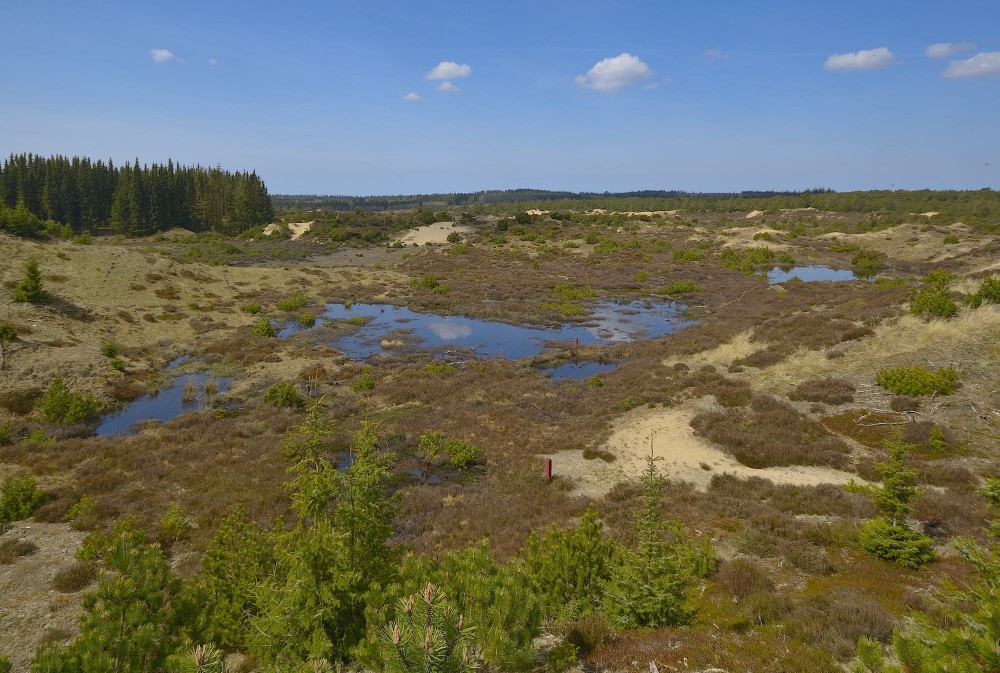 Hedesøer og indlandsklitter i et område af Stråsø Plantage, som Naturstyrelsen ryddede for nåletræer i 2005 (foto: Rune Engelbreth Larsen)