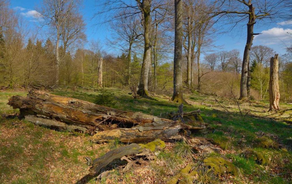 Urørt skov betyder bl.a. stående og liggende dødt ved, altså døde træer, der ligger i skovbunden og langsomt nedbrydes, eller stadig står oprejst – begge dele er en stor mangelvare i danske skove (foto: Rune Engelbreth Larsen)