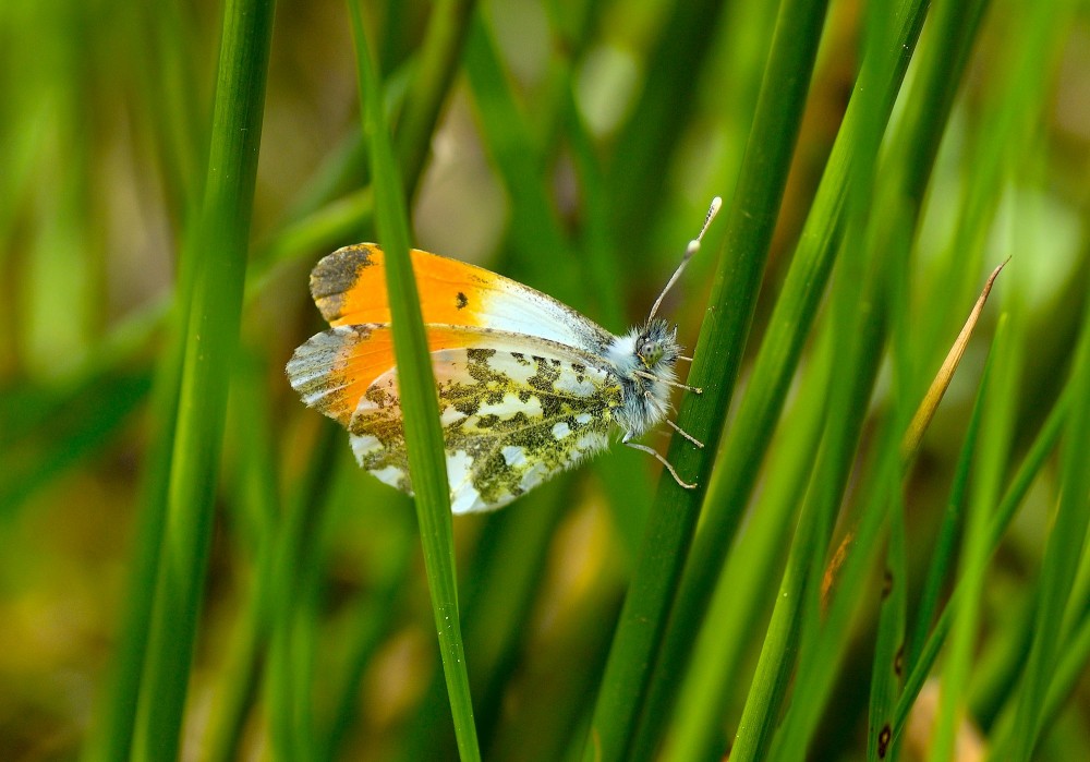 Aurora, maj. Det er hannen, som har de smukke orangefarvede vinger for at gøre indtryk på hunnen (foto: Rune Engelbreth Larsen)