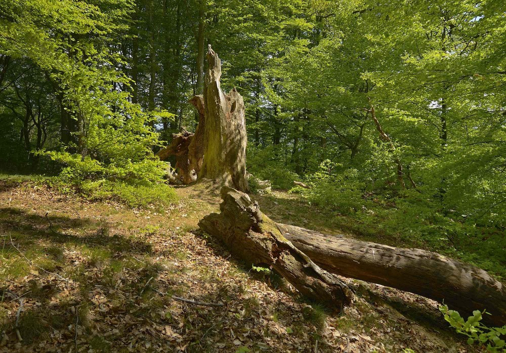 Træskulptur – eller træruin, om man vil – i Troldeslugten, maj (foto: Rune Engelbreth Larsen)
