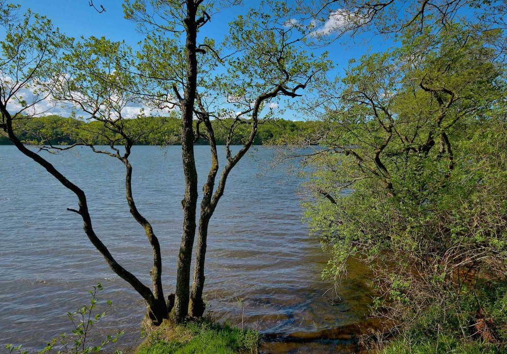 Hald Sø. Et kig ud mellem træerne fra østsiden, lidt nord for Mostgård Bæk (foto: Rune Engelbreth Larsen)