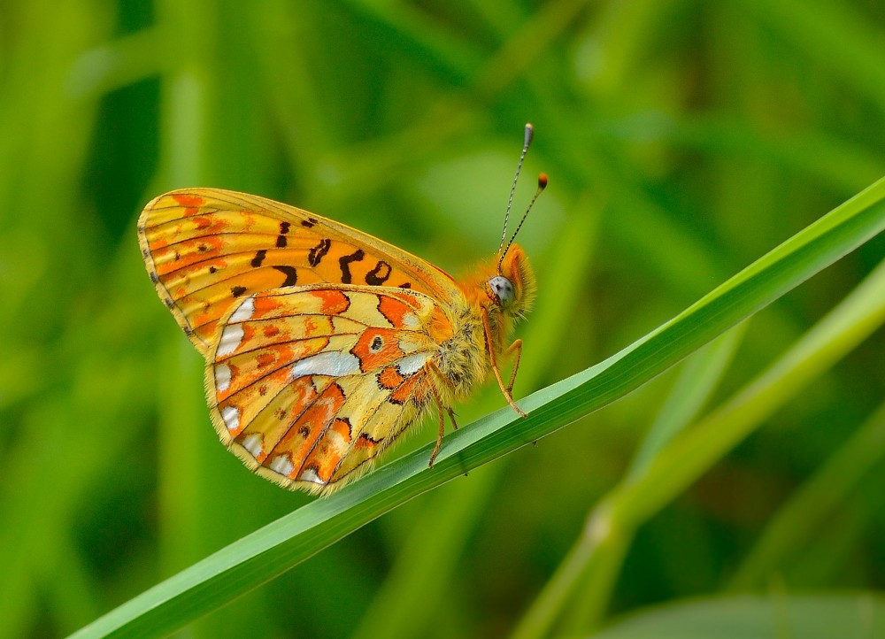 Rødlig perlemorsommerfugl – en af Danmarks sjældneste sommerfugle, hvis bestande er raslet ned de seneste få årtier (foto: Rune Engelbreth Larsen)