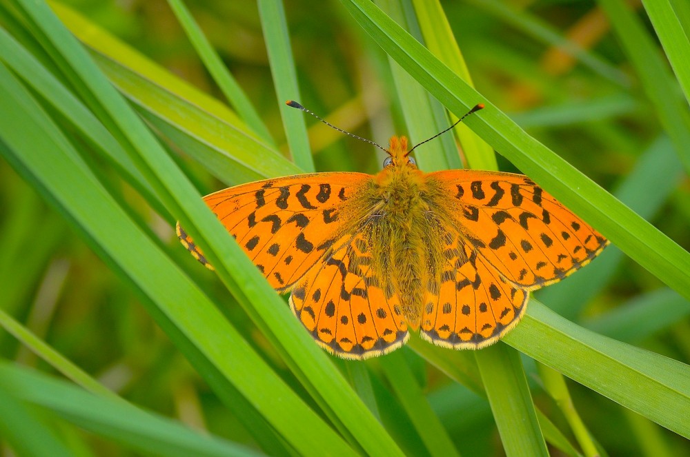 Rødlig perlemorsommerfugl (foto: Rune Engelbreth Larsen)