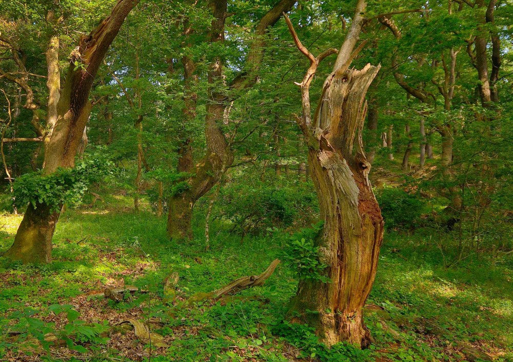 Vildskov eller såkaldt urørt skov er rig på skovens egne træ-skulpturer (foto: Rune Engelbreth Larsen)