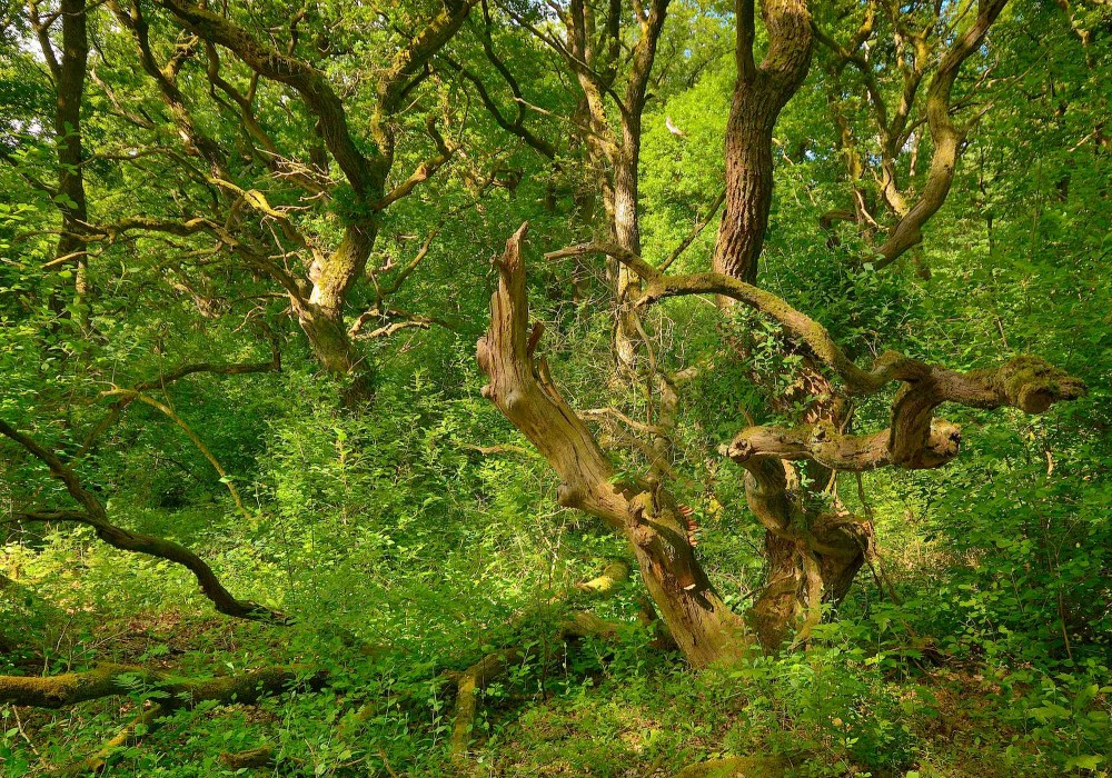 Hald Egeskov – urørt skov med gamle egetræer (foto: Rune Engelbreth Larsen)
