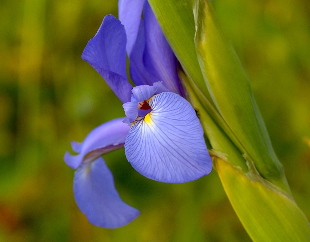Blå iris (foto: Rune Engelbreth Larsen)