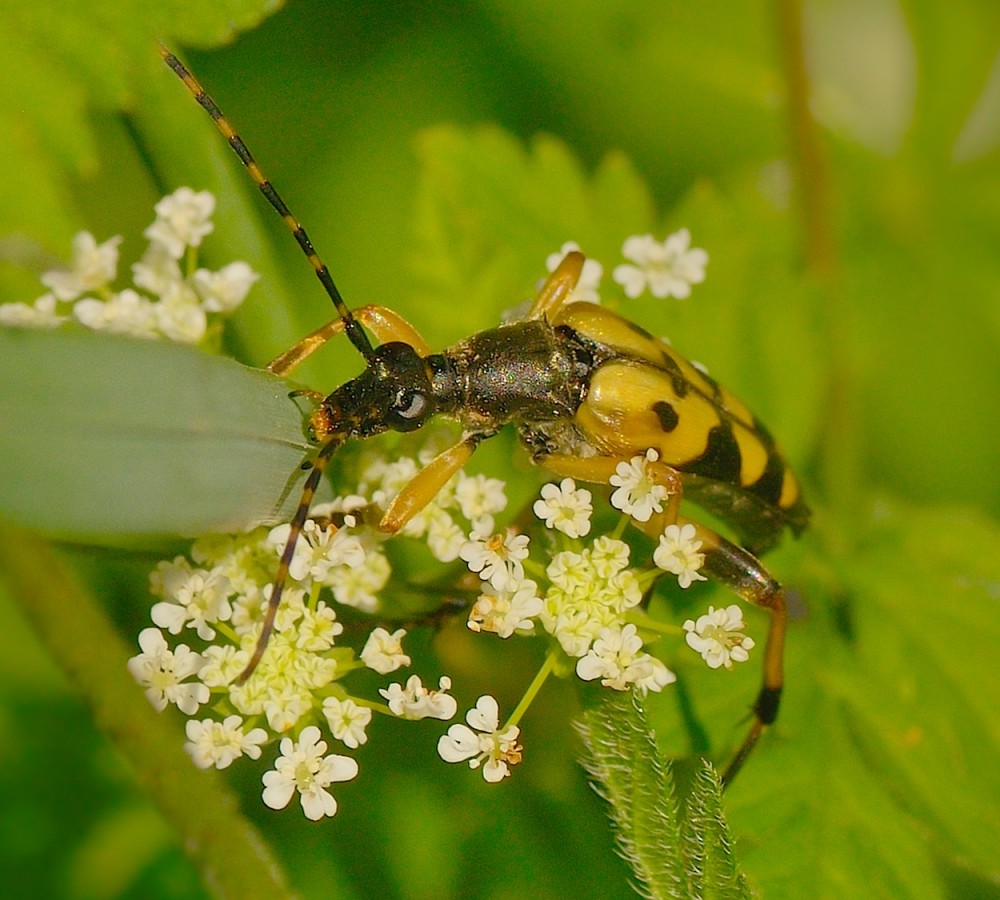 Sydlig blomsterbuk, Bidstrup Skovene (foto: Rune Engelbreth Larsen)