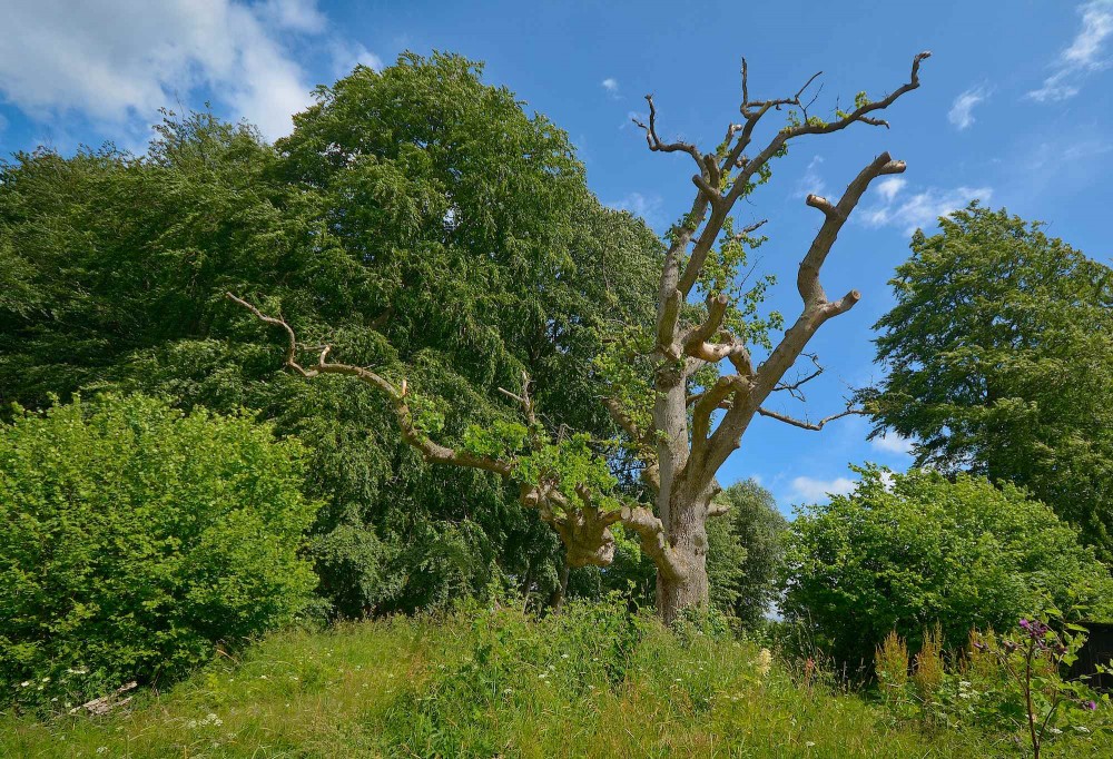 Egetræ, Ravnsholte Skov – en del af Bidstrup Skovene (foto: Rune Engelbreth Larsen)