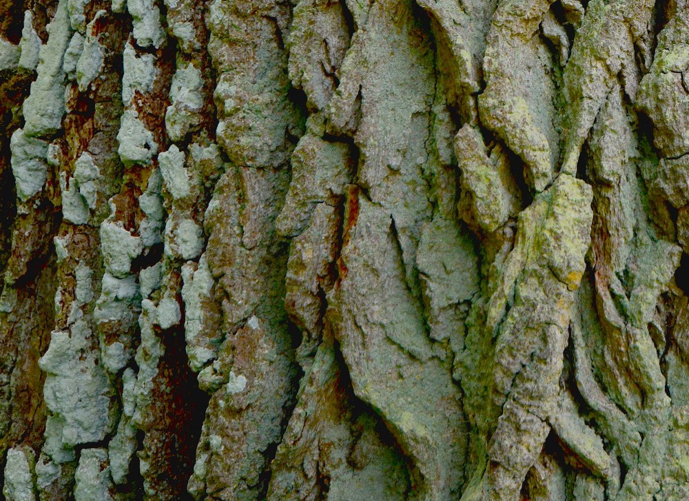 Barken på det gamle egetræ er et kuperet mikrolandskab af bjerge og kløfter og rummer derfor masser af gemmesteder og levesteder for insekter og andre organismer (foto: Rune Engelbreth Larsen)
