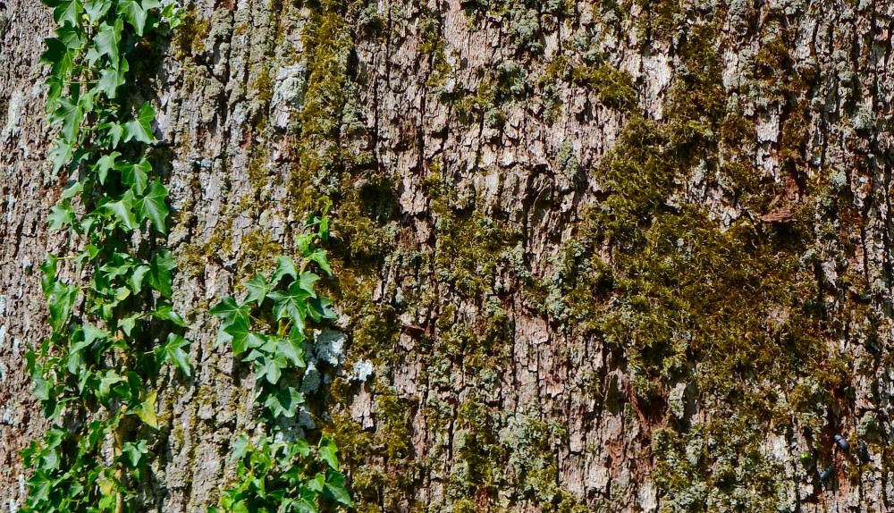 Der er tilknyttet over 1.000 forskellige arter til egetræet – og jo flere, desto ældre det får lov til at blive. Derfor: Fæld ikke disse skovmajestæter, der er så afgørende for biodiversiteten, men lad dem ældes og falde af sig selv, når de efter flere århundreder er mætte af dage (foto: Rune Engelbreth Larsen)